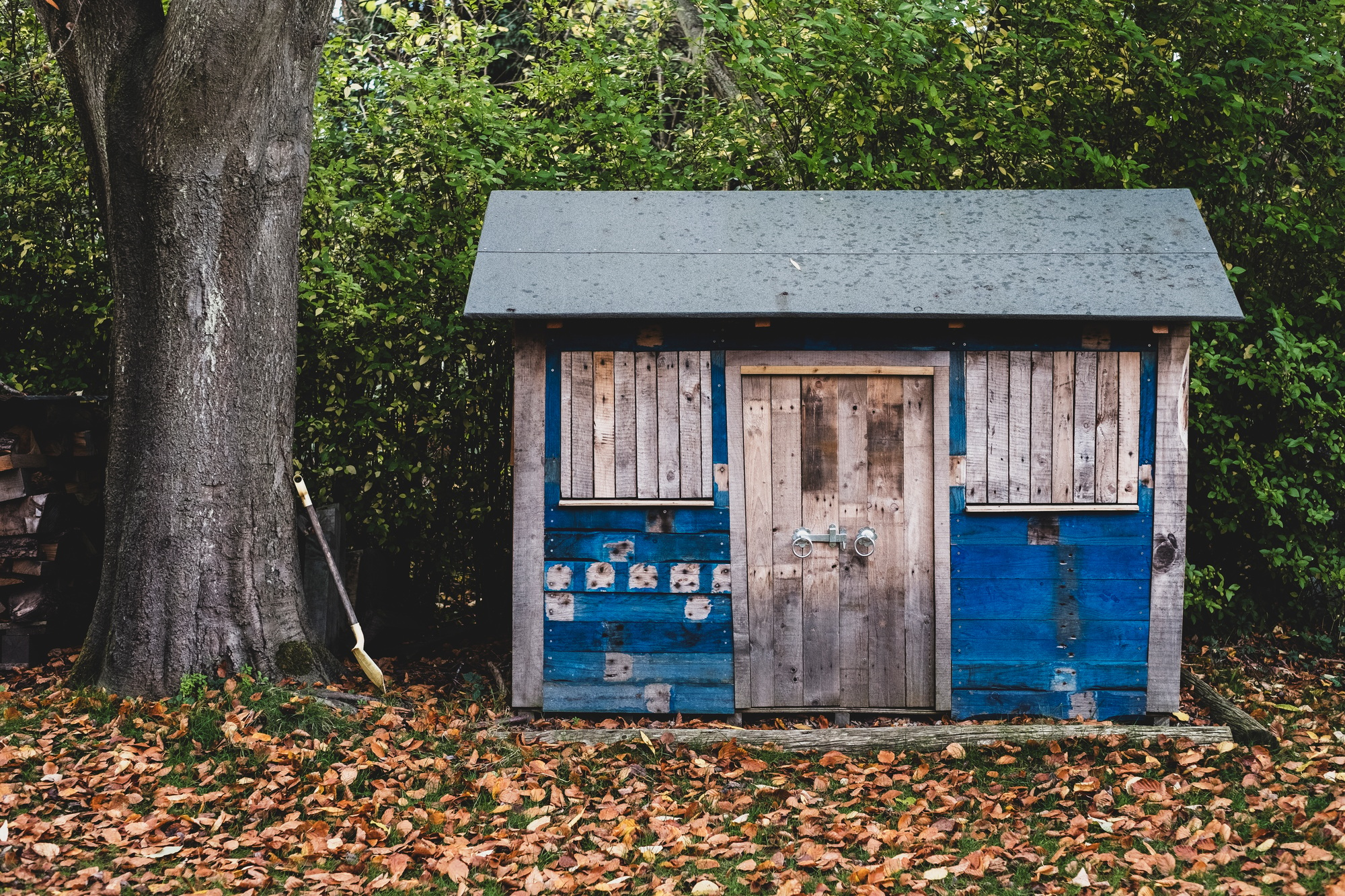 Exterior view of wooden shed with blue walls in garden, autumn leaves on lawn.